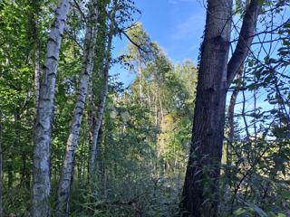 Kmetijsko zemljišče Blatuša, Gvozd, 12.000m2