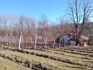 Kmetijsko zemljišče Bektež, Kutjevo, 11.388m2