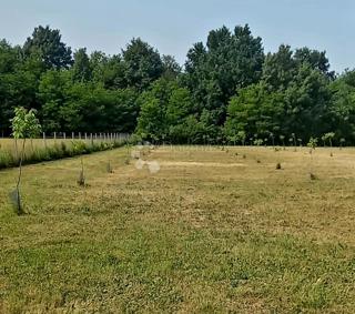 Kmetijsko zemljišče Satnica, Petrijevci, 15.484m2