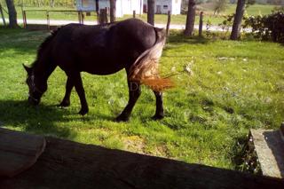 Hiša Blatuša, Gvozd, 54m2