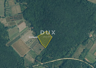 ISTRA, ROVINJ - Oljčni nasad z 20 let starimi oljkami