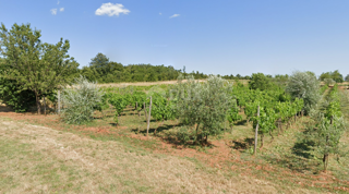 ISTRA, BALE - Kmetijsko zemljišče z bogatim vinogradom in oljčnim nasadom