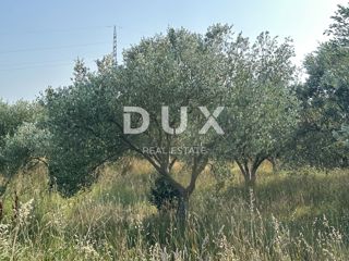 ZADAR, RAŠTANE - Oljčni nasad z 38 oljkami!