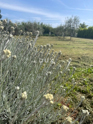 ISTRA, LOBORIKA - Gradbeno zemljišče z veliko potenciala