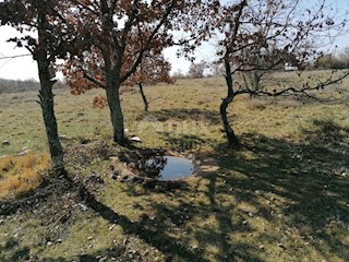 Sveti Ivan, Višnjan, 44.600m2