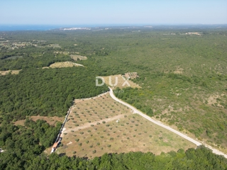 ISTRA, VODNJAN - Pristen oljčni nasad z dušo