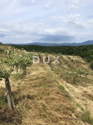 ISTRA, DRAGUĆ – Skriti oljčni raj s potencialom za obnovo