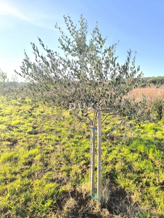 ISTRA, PREMANTURA - Oljčni nasad s 50 oljkami na rtu Kamenjak 1300 m2