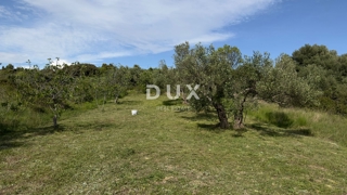 ŠIBENIK, GORNJE RAŽINE - Kmetijsko zemljišče, 7 oljk, 2 figi