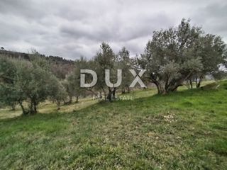 ISTRA, PAZIN, GRIMALDA - Čudovit oljčni nasad s pogledom na jezero