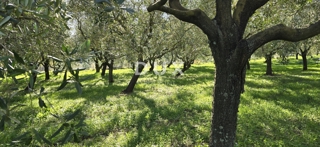 ISTRA, PIĆAN - Gradbeno zemljišče, oljčni nasad, vinograd, njiva, popolna samota in fantastičen razgled