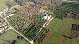 Istra, Višnjan, vila sa prekrasnim maslenikom