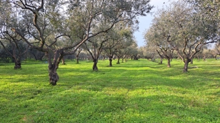 Vrsar – Oljčni nasad s 104 oljkami