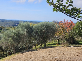Buje - Gradbeno zemljišče s panoramskim razgledom