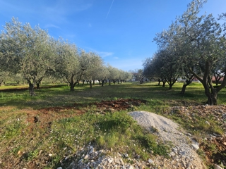 Poreč - 1000 m2 gradbenega zemljišča
