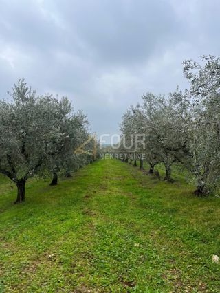 Zemljišče Tar, Tar-Vabriga, 611m2