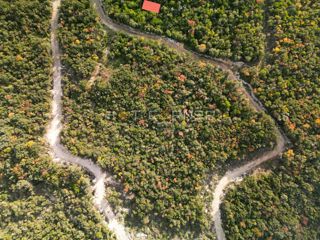 Gozd 15.674 m² ob Rovinju