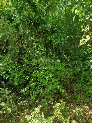 Kmetijsko zemljišče – 400 m od morja