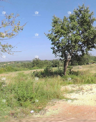 Istra, Murine, gradbena parcela 641 m2, prodaja