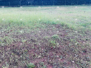 Umag, Juričani, gradbena parcela 900 m2, elektrika, voda, kanalizacija, stanovanjska raba, asfaltirana cesta