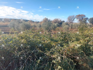 Gradbeno zemljišče Medulin – 1000 m², 400 m od morja, dostopna pot, idealno za investicijo!