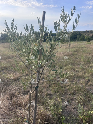 Umag, Materada, maslenik 4500 m2, 110 oljk