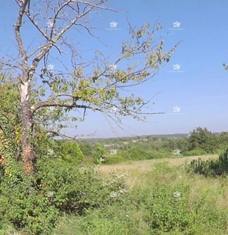 Istra, Murine, gradbena parcela 568 m2, prodaja