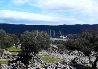 Krk - oljčni nasad ob morju s pogledom na morje