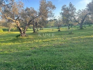 Istra, Vodnjan - Maslenik 2000m2 s 40 oljkami 