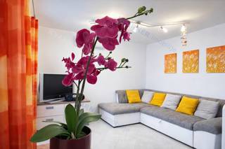 Uvala Soline - pritlični apartma z vrtom