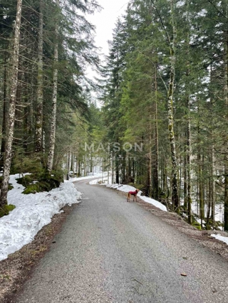 Zemljišče Ravna Gora, 4.991m2