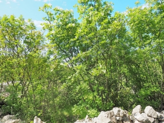 Krk, okolica, kmetijsko zemljišče z dostopno cesto, PRODAJA!