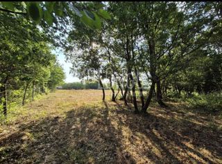 Zemljišče Cerjani, Kaštelir-Labinci, 24.118m2