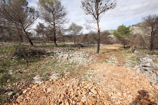 Vodice, oljčni nasad z možnostjo gradnje