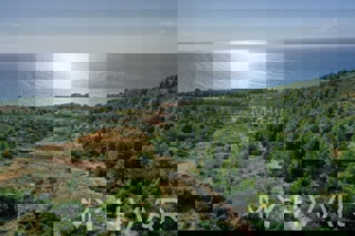 Oljčni nasad v Ivan Dolcu s pogledom na morje