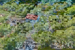 Oljčni nasad s pogledom na morje v Jelsi