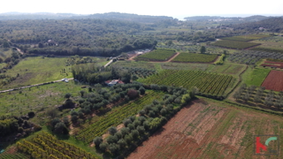 Rovinj, legalizirana hiša z oljčnim nasadom in vinogradom na parceli 4471 m2 #prodaja