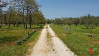 Istra - Bale, Vila z bazenom na parceli 30.550m2