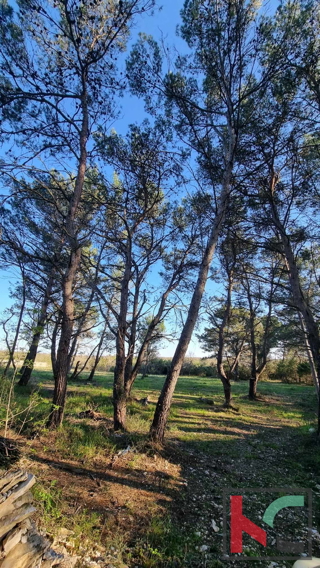 Istra, Vodnjan, prodamo kmetijsko zemljišče pravilne oblike, 2991m2