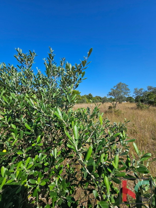 Istra, Fažana, kmetijsko zemljišče 2400m2