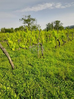Buje, Kaštel - Vinograd s 1000 trtami