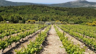 Vinograd z nasadi plavca malega in nasad oljk na Pelješcu (Kuna)