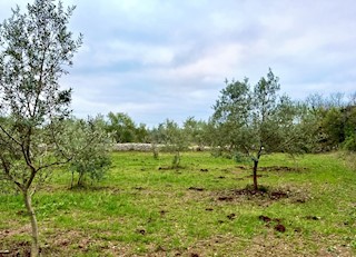 Kmetijsko zemljišče s 140 oljkami, oljčni nasad, Istra, Hrvaška