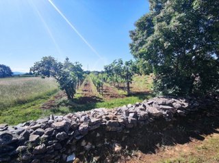 Kmetijsko zemljišče, 9000 m2, okolica Barbana