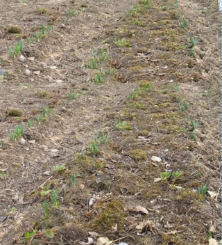 Zazidljivo kmetijsko zemljišče, 13800 m2, okolica Barbana