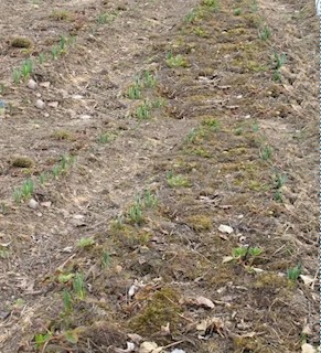 Zazidljivo kmetijsko zemljišče, 13800 m2, okolica Barbana