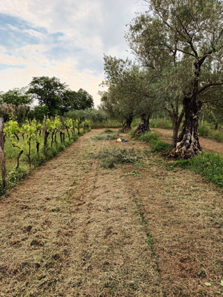 ISTRA, BRTONIGLA, KMETIJSKO ZEMLJIŠČE 5281 M2