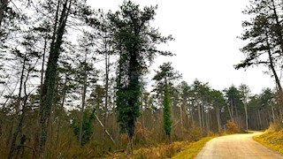 Stavbno zemljišče Završje, Grožnjan, 4.239m2