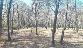 Stavbno zemljišče Lovrečica, Umag, 8.900m2
