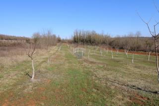 Stavbno zemljišče Velići, Vižinada, 3.006m2